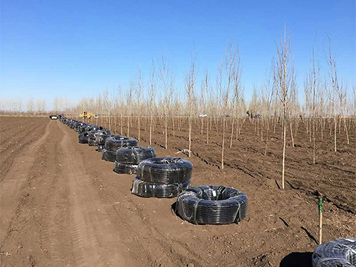 呼伦贝尔市1000亩苗木种植基地滴灌项目